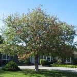 tree2 tree2