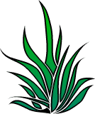 weed_01